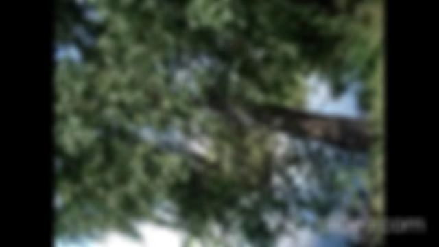 Собака в доме. Воспоминание о лете и о дрессировке собак