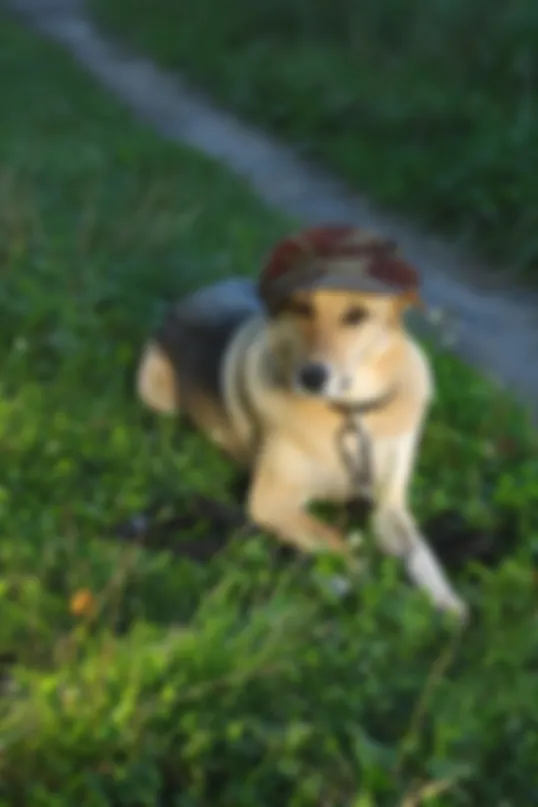 preview_image
