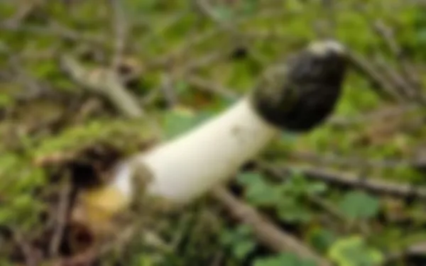 preview_image