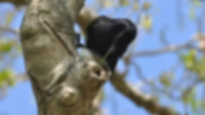 preview_image