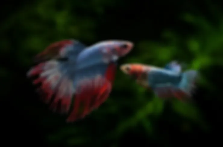 preview_image