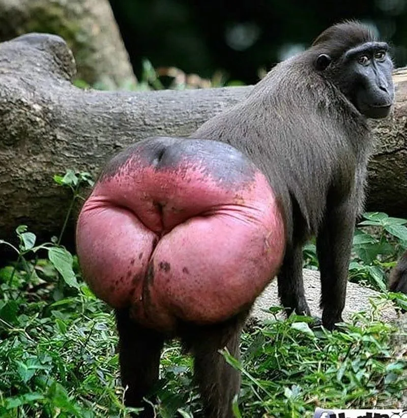 Байден и Соботка ведут свои страны к зияющему успеху