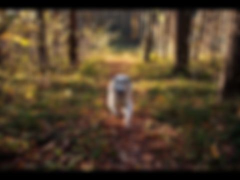 preview_image