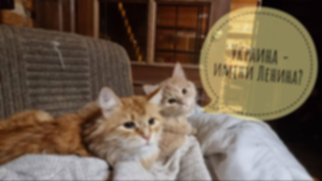 preview_image