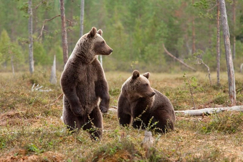 30 дней непрерывной подписки