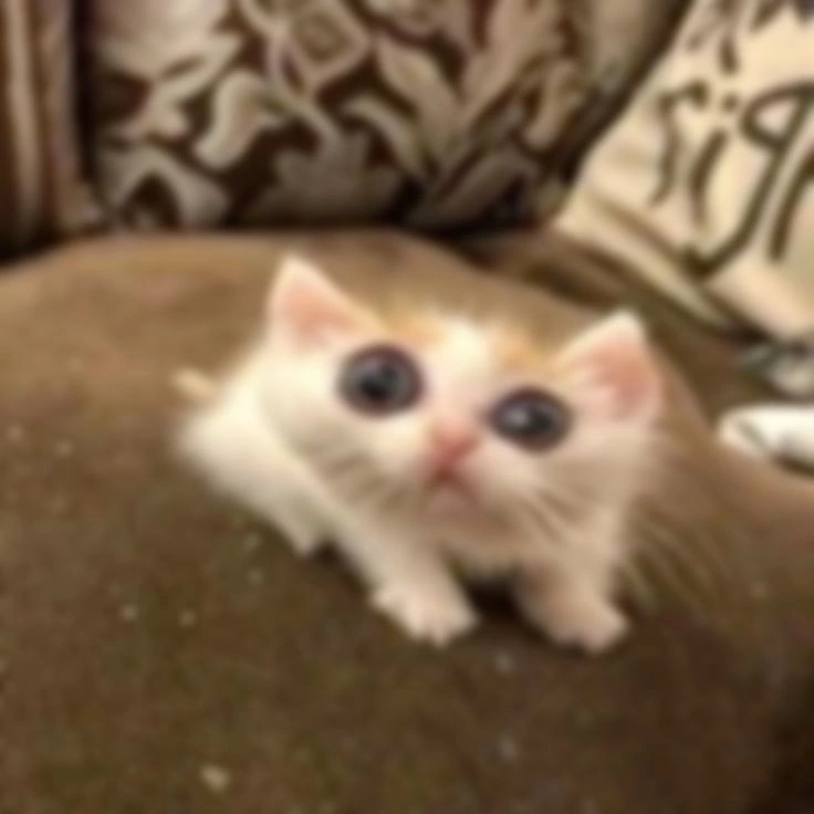 Китай и образование: концлагеря, гербалайф и алиментные котята