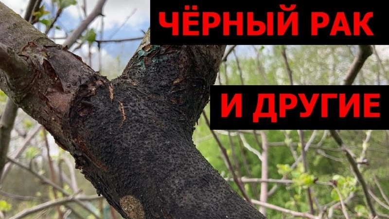 Болезни коры плодовых: симптомы, лечение, профилактика