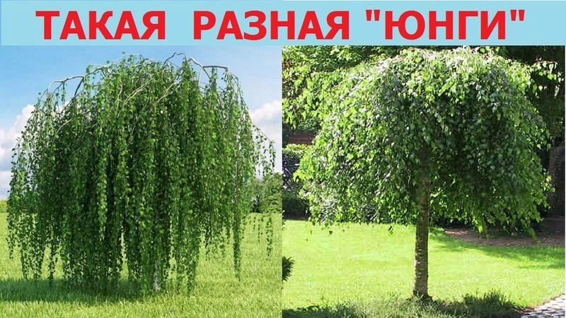 Обрезка плакучей штамбовой березы. Варианты формировки кроны.
