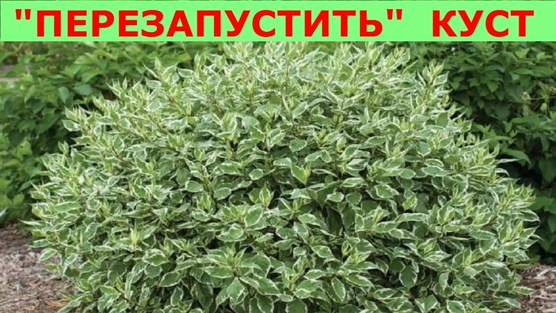 Радикальное омоложение дёрена и последующая формировка