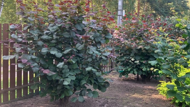 Штамбовая формировка и омолаживающая обрезка фундука (лещины)