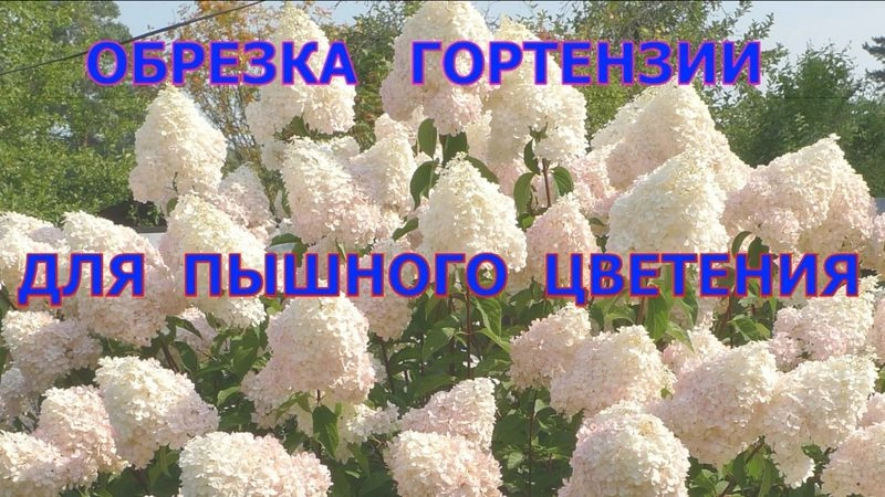 Как обрезать гортензию метельчатую, чтобы получить крупные соцветия и пышный куст