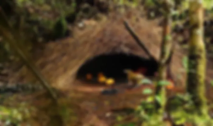 preview_image