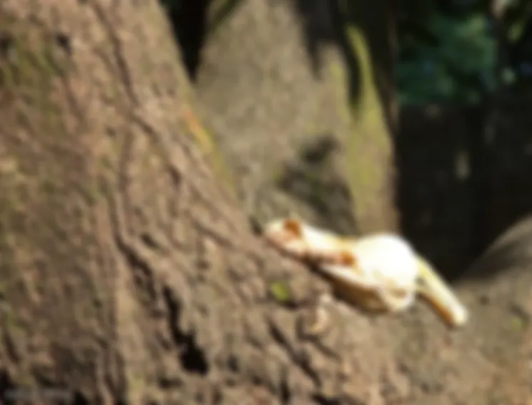 preview_image