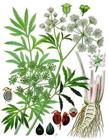 ЦИКУТА: КАК ИЗБЕЖАТЬ ОПАСНОСТИ