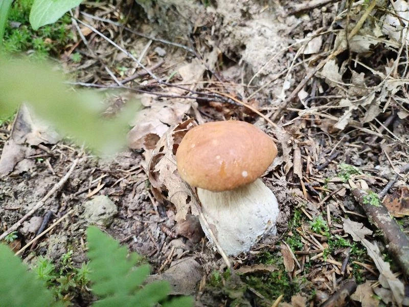 Грибное мясо