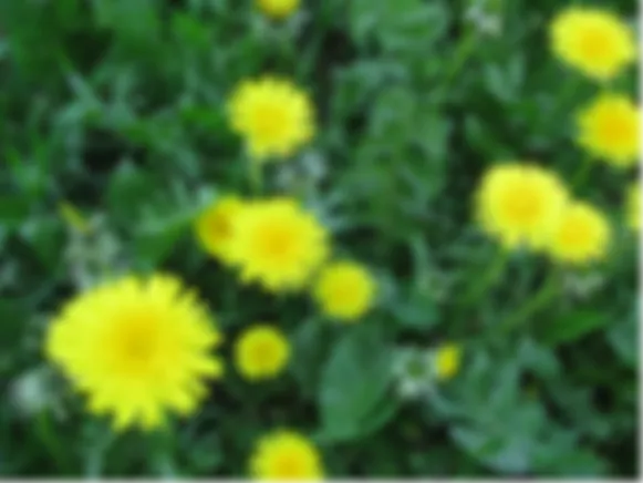 preview_image