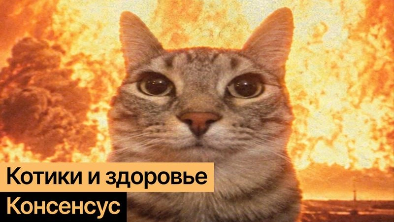 Котики и здоровье: помогают или убивают?
