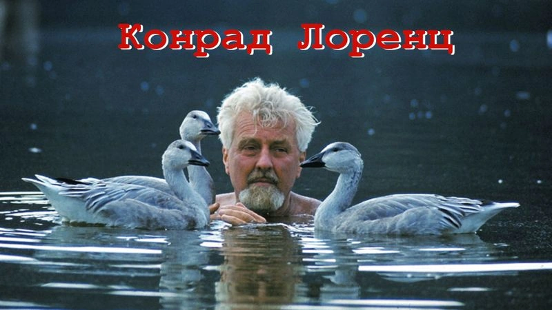 Конрад Лоренц: этология