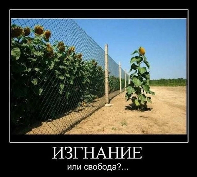 278. Назначенный изгоем не замечает своего изгнания