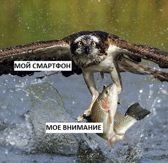 Фокус внимания