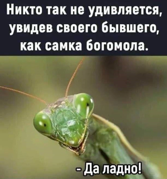 232. Дракон с повадками самки богомола испытывает своего настоящего