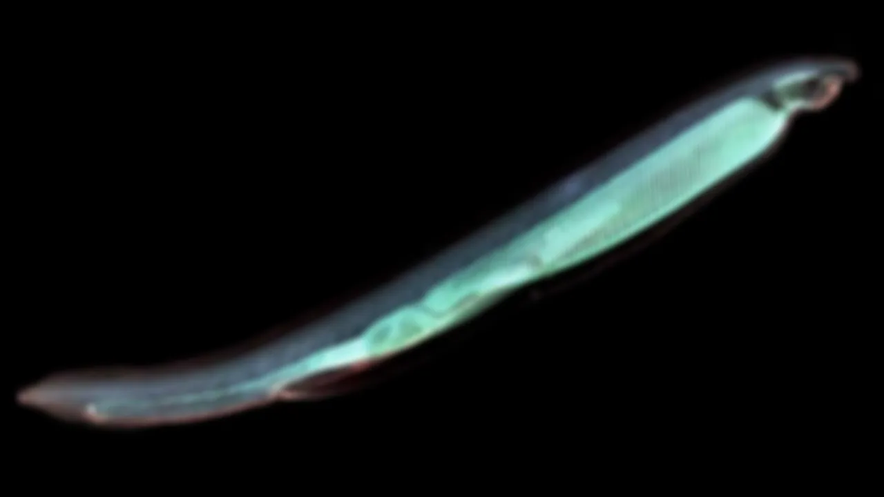 preview_image