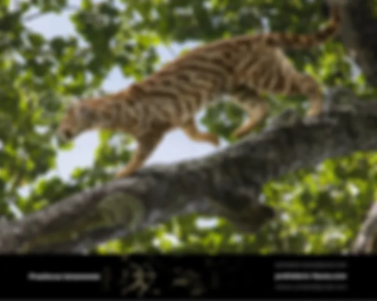 preview_image