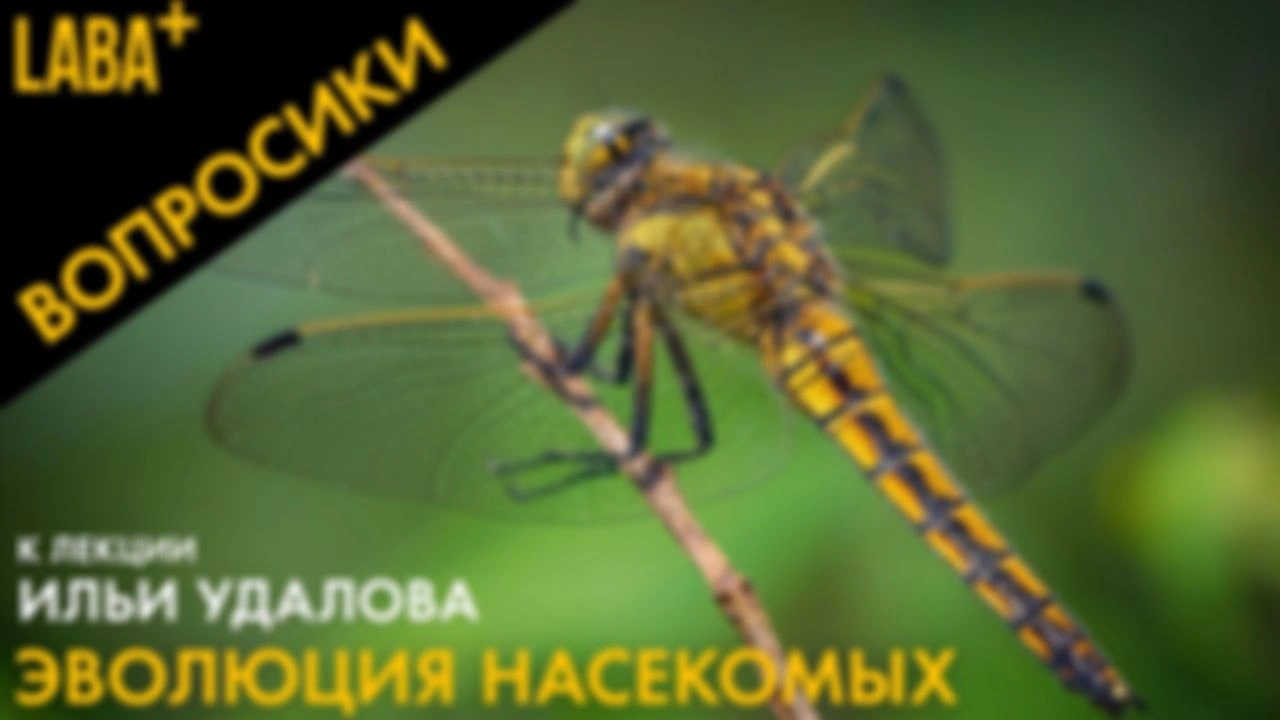 ВОПРОСИКИ  к лекции Ильи Удалова про эволюцию насекомых