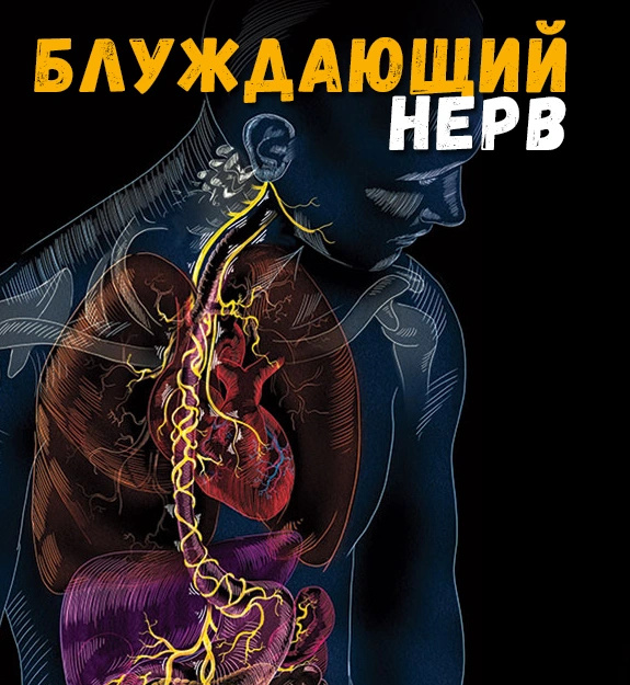 КАК ПОДНЯТЬ ТОНУС БЛУЖДАЮЩЕГО НЕРВА?