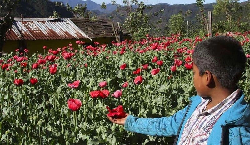 История мексиканской наркоторговли — часть первая