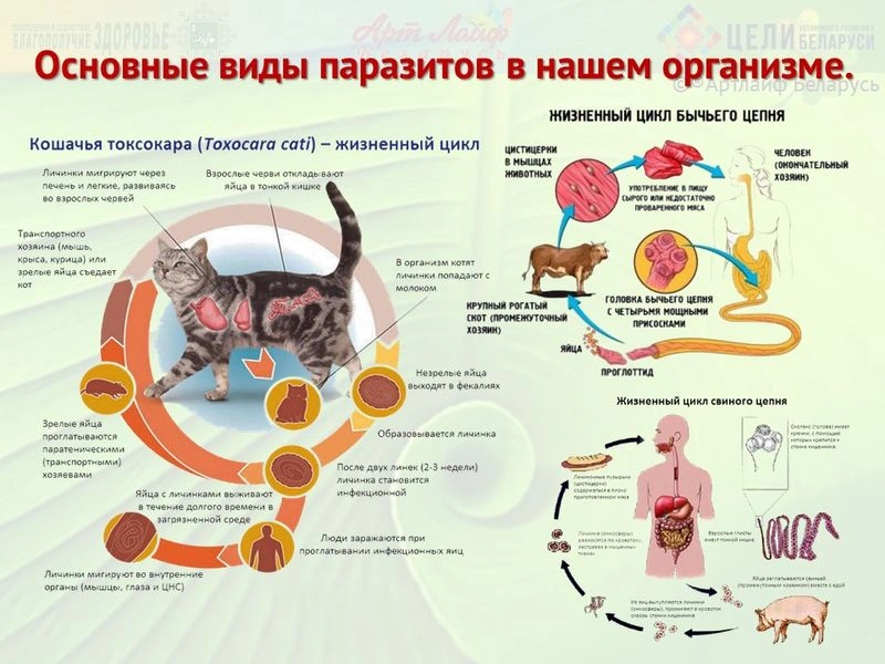 Основные виды паразитов в нашем организме.
