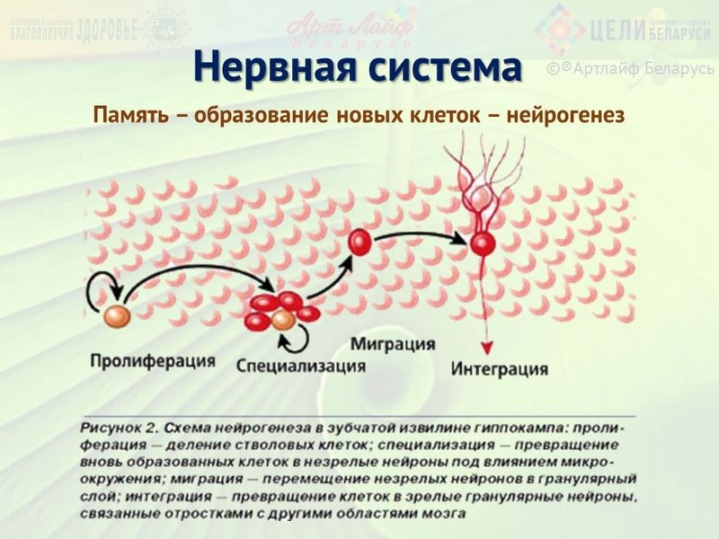 Программа коррекции при заболеваниях нервной системы. Часть I