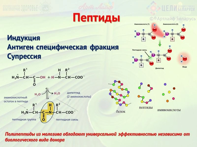 Иммуномодуляторы. Пептиды