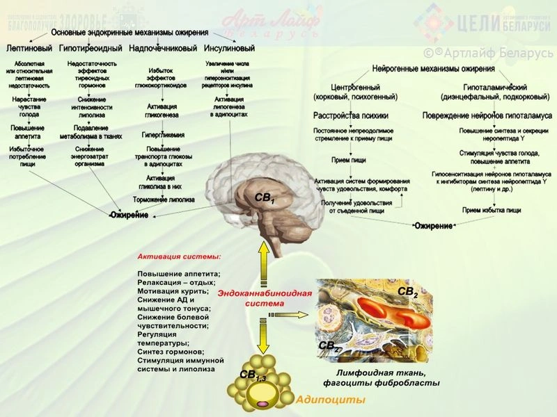 Механизмы ожирения. Ежедневный каллораж.