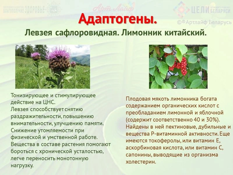 Адаптогены. Левзея сафлоровидная. Лимонник китайский.