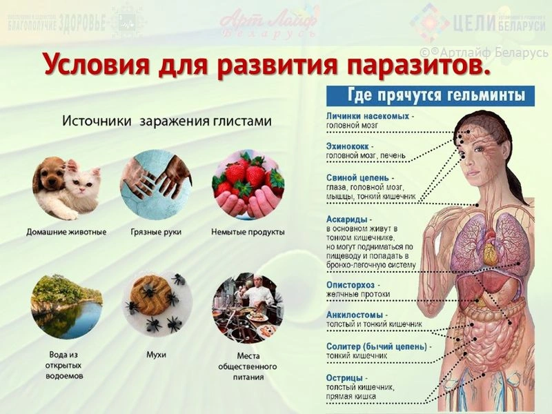 Условия для развития паразитов.