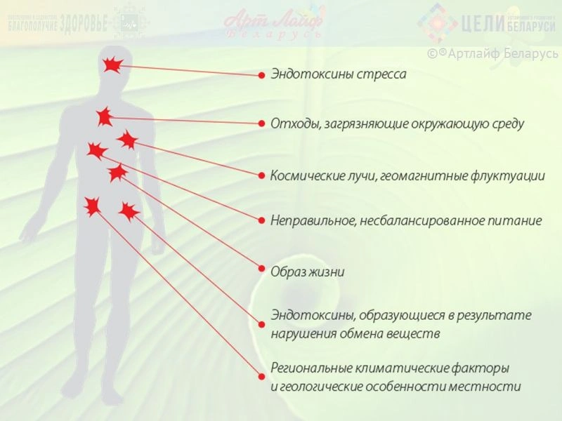 Эндоэкология и очистка внутренней среды организма.