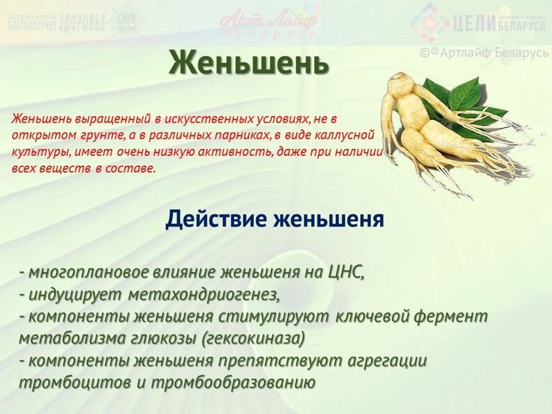 Адаптогены. Женьшень.