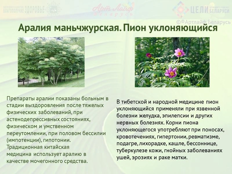 Адаптогены. Аралия маньчжурская. Пион уклоняющийся.
