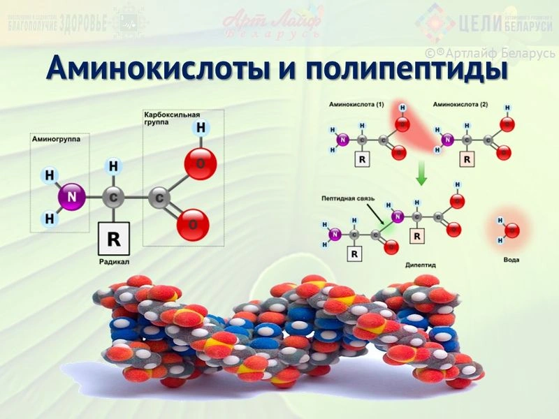 Аминокислоты. Общее понятие.