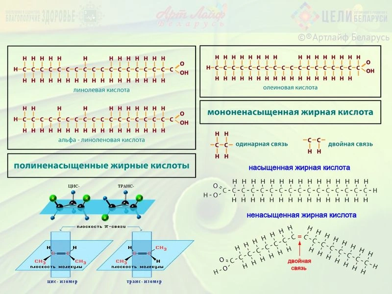 Не насыщенные и полиненасыщенные Омега-6 и Омега-3 жирные кислоты. Часть II.