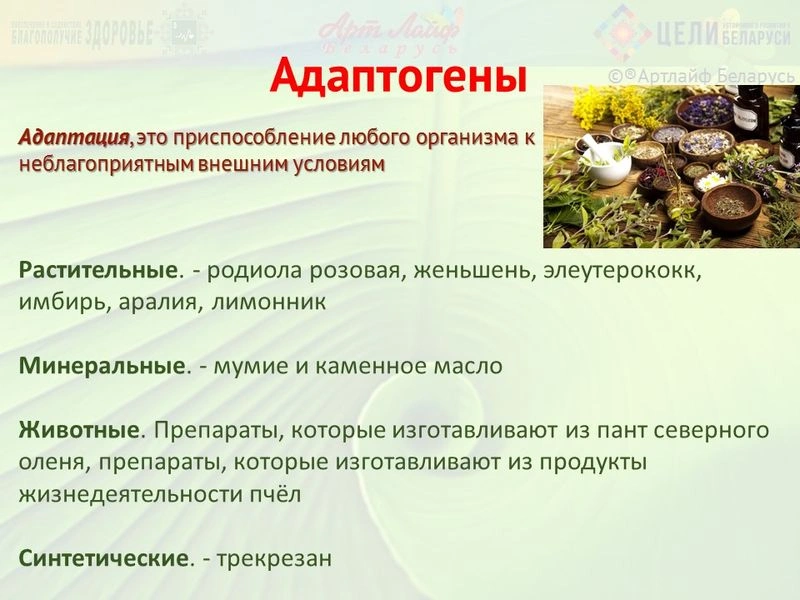 Адаптогены