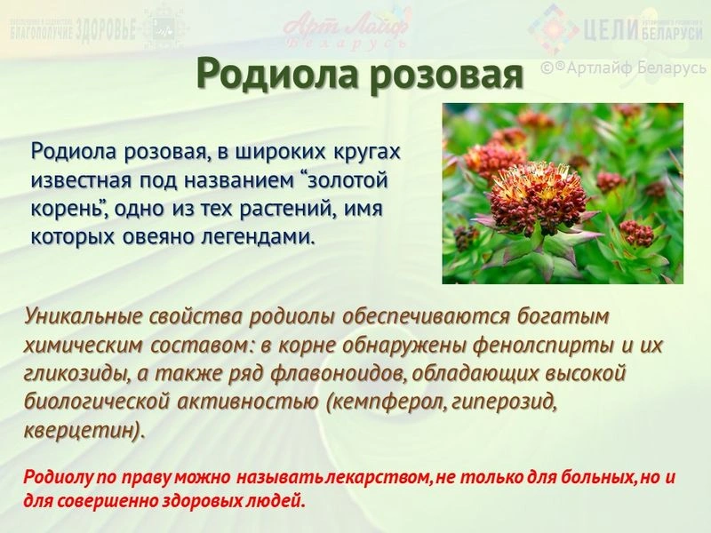 Адаптогены. Родиола розовая.