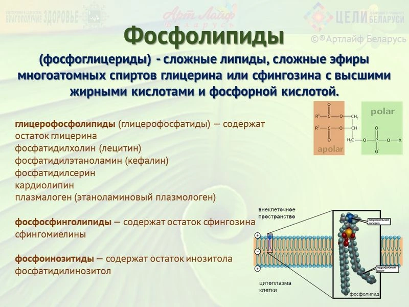 Фосфолипиды. Лецитин.