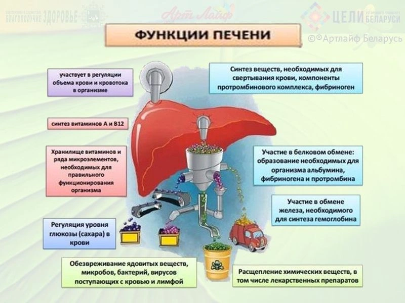 Функции печени, и ее заболевания.