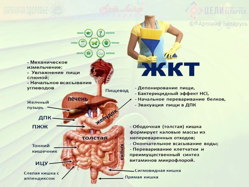 Памятка по очистке кишечника.