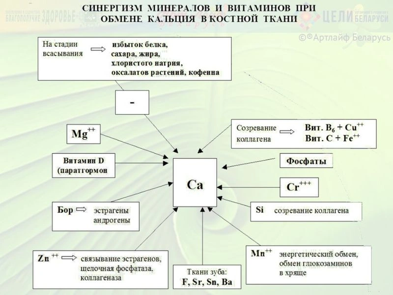 Остеопороз, профилактика, коррекция. Обмен кальция. Часть II