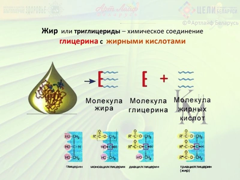 Не насыщенные и полиненасыщенные Омега-6 и Омега-3 жирные кислоты. Часть I.