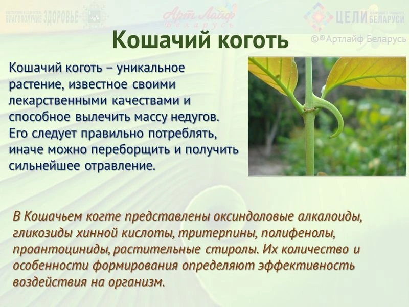 Адаптогены. Кошачий коготь.