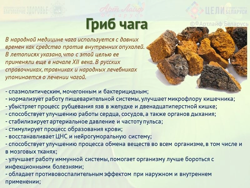 Адаптогены. Чага.